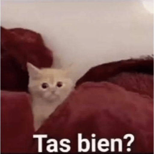 🍃Gatitos para CHAT 💬😼 1 5