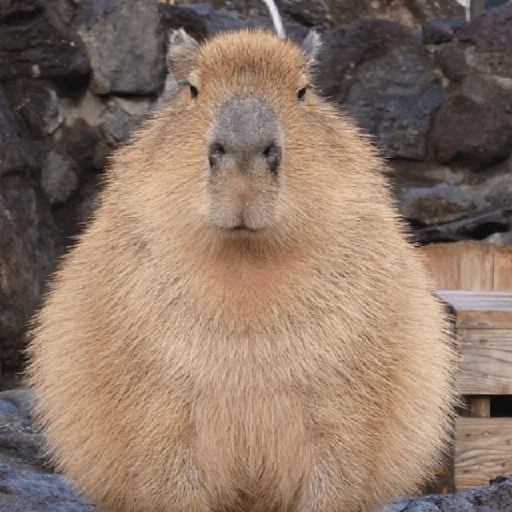 Capibara Mood 😎🤙🏻 - WASticker
