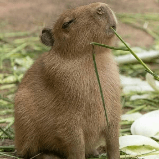 Capibara Mood 😎🤙🏻 sticker