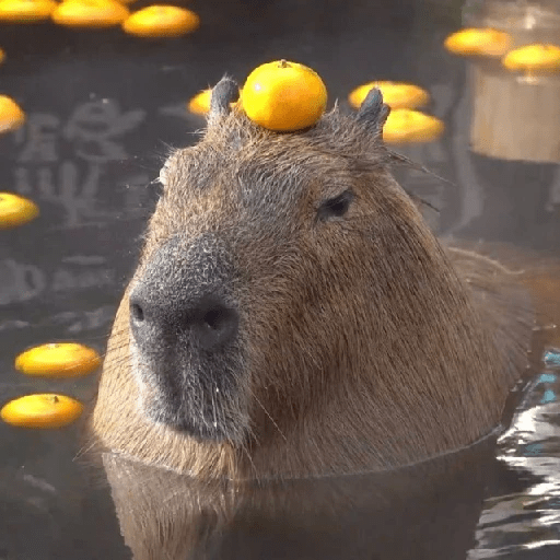 Capibara Mood 😎🤙🏻 sticker