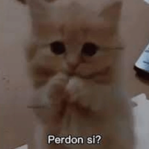 GATOS RANDOM - PARTE 6 4