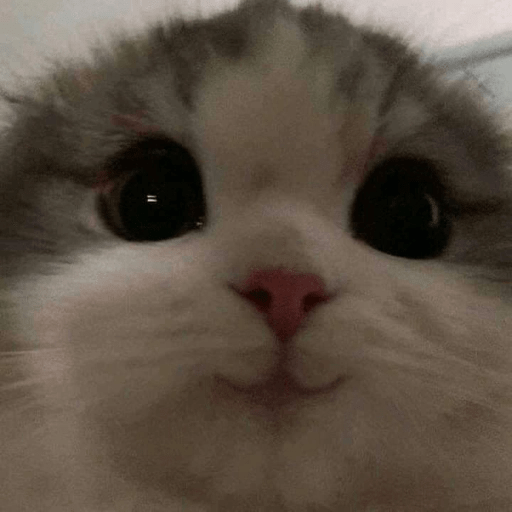 GATOS RANDOM - PARTE 6 12