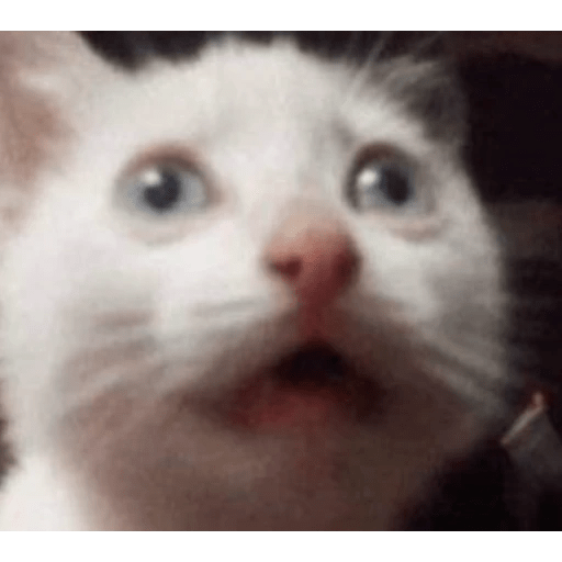 GATOS RANDOM - PARTE 6 2