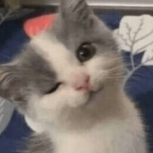 GATOS RANDOM - PARTE 6 14