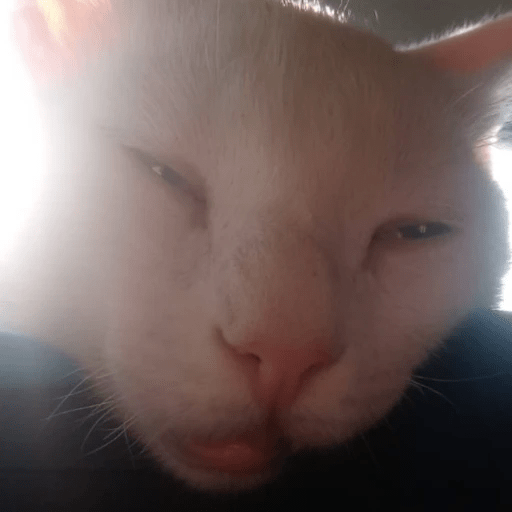 GATOS RANDOM - PARTE 6 3