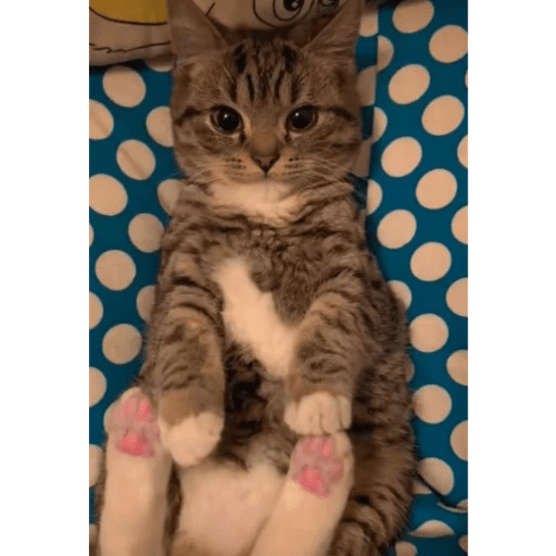 GATOS RANDOM - PARTE 6 24