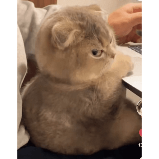 GATOS RANDOM - PARTE 6 13