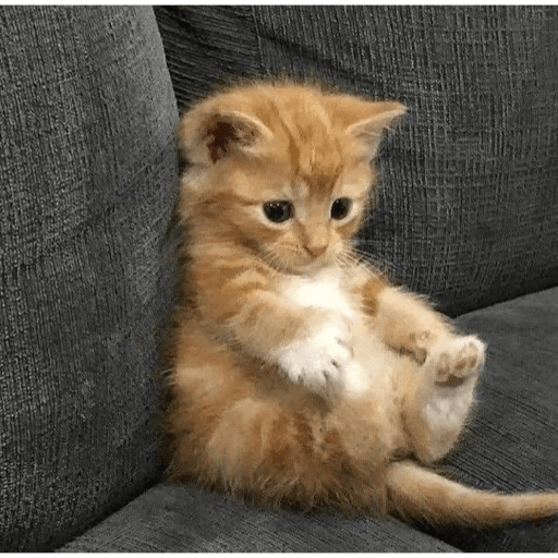GATOS RANDOM - PARTE 6 15