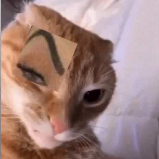 GATOS RANDOM - PARTE 6 16