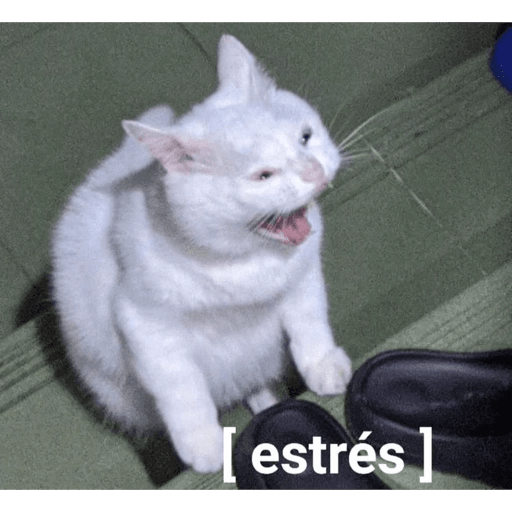 GATOS RANDOM - PARTE 6 17