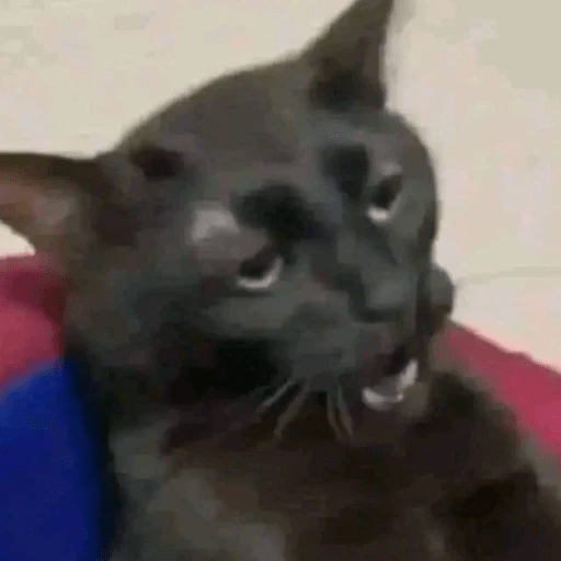 GATOS RANDOM - PARTE 6 19