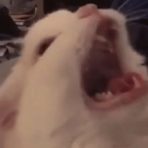 GATOS RANDOM - PARTE 6 26
