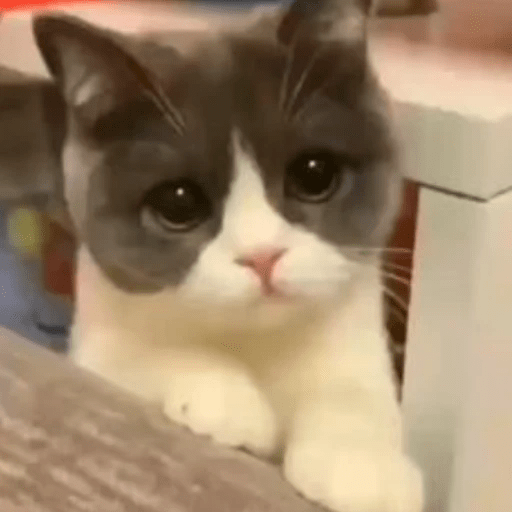 GATOS RANDOM - PARTE 6 28