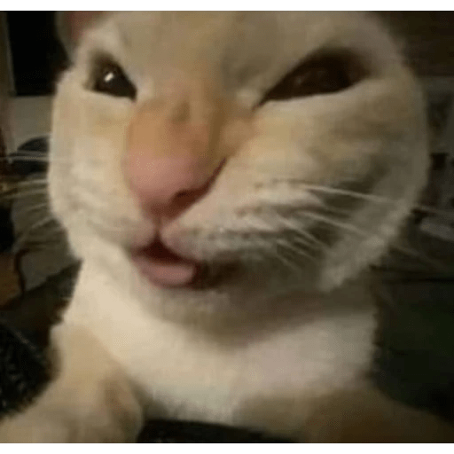 GATOS RANDOM - PARTE 6 20