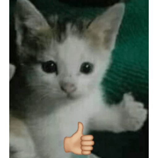 GATOS RANDOM - PARTE 6 6