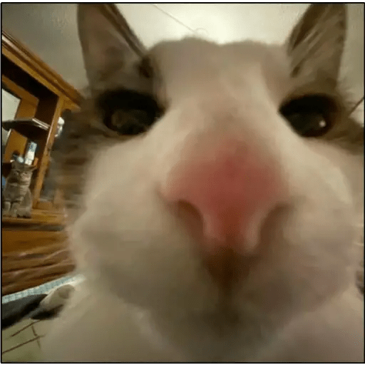 GATOS RANDOM - PARTE 6 25