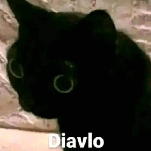 GATOS RANDOM - PARTE 6 1