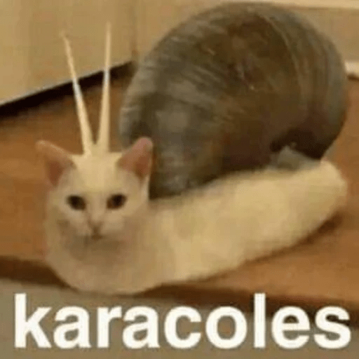 GATOS RANDOM - PARTE 6 5