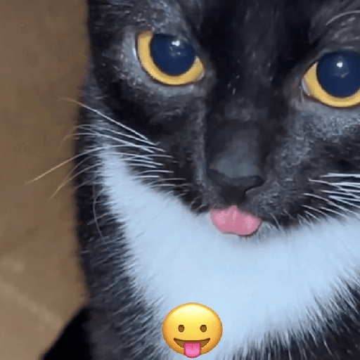 GATOS RANDOM - PARTE 6 18
