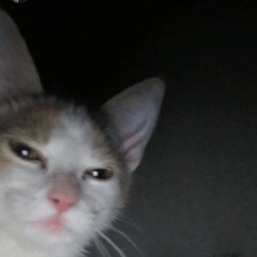 GATOS RANDOM - PARTE 6 11