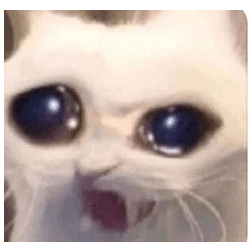GATOS RANDOM - PARTE 6 29