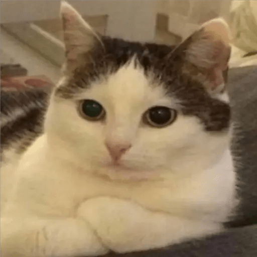 GATOS RANDOM - PARTE 6 8