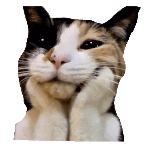GATOS RANDOM - PARTE 6 9