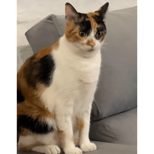 GATOS RANDOM - PARTE 6 23