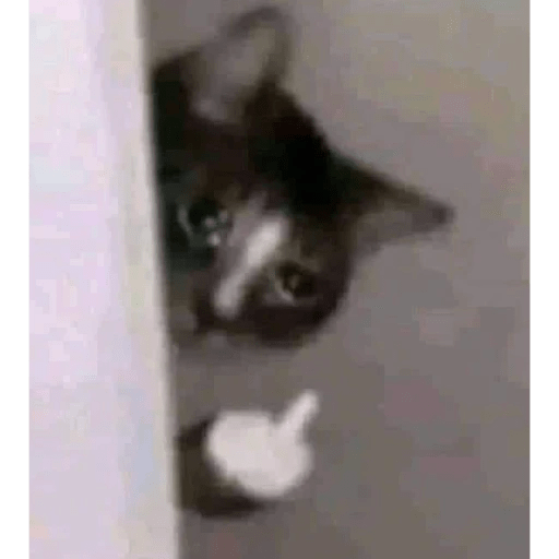 GATOS RANDOM - PARTE 6 7