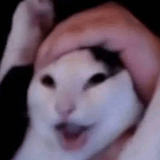 GATOS RANDOM - PARTE 6 30