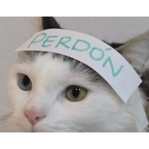 GATOS RANDOM - PARTE 6 27