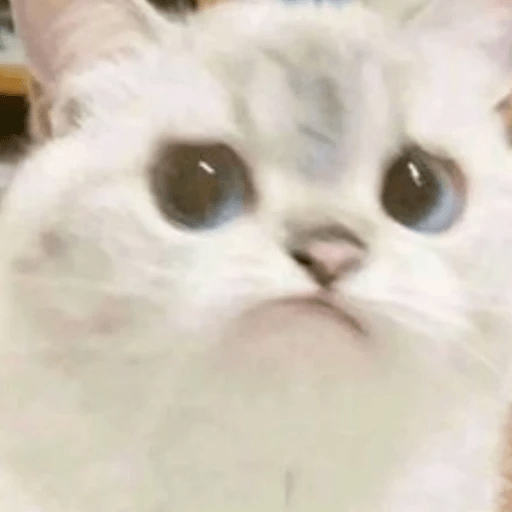 GATOS RANDOM - PARTE 6 21