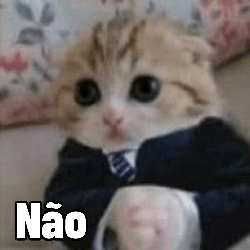 gatinho de terno