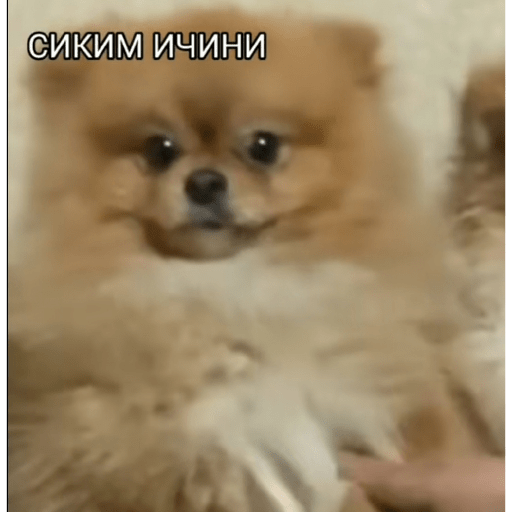 Sticker Image