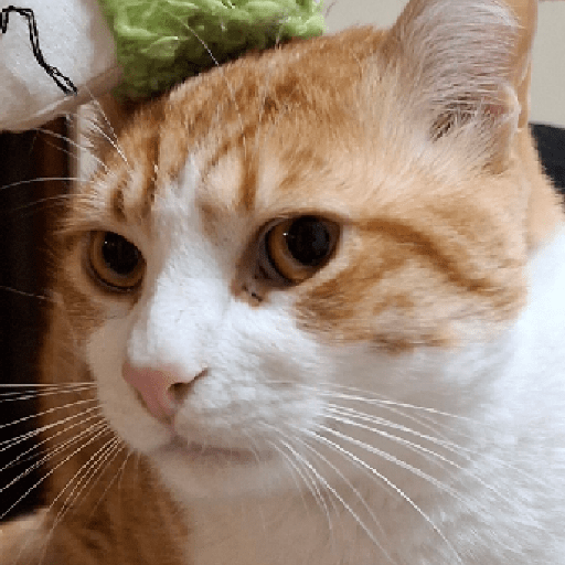 Gatos