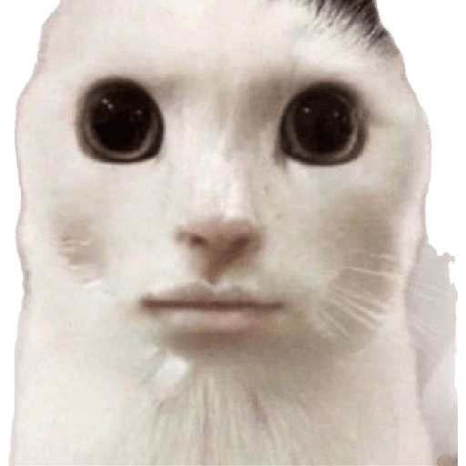 Memes 20 4