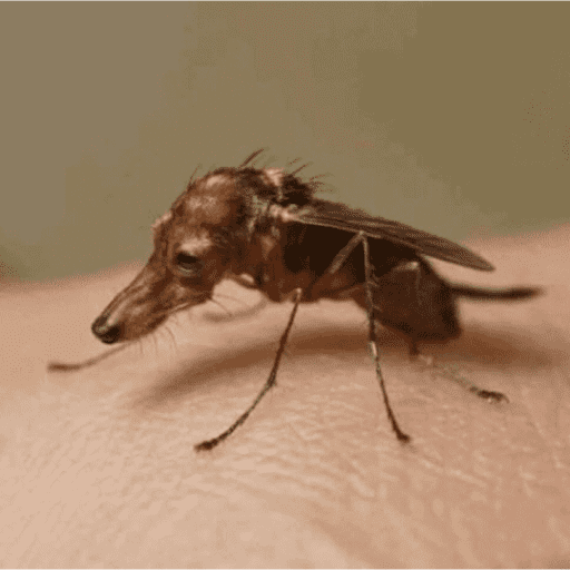 Bichinhos 5 2