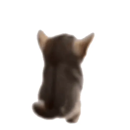 Nya 17