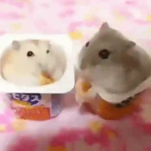 Nya 3