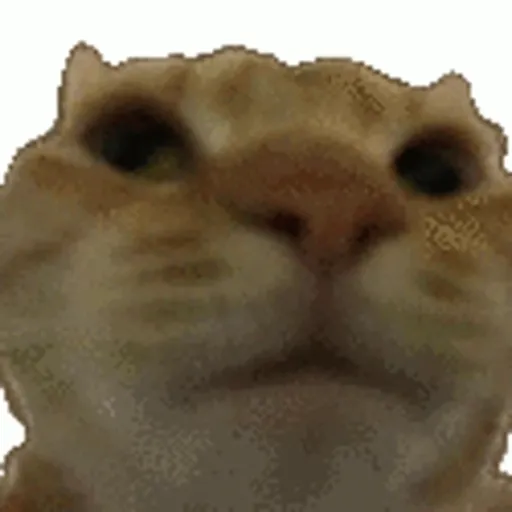 Nya 11