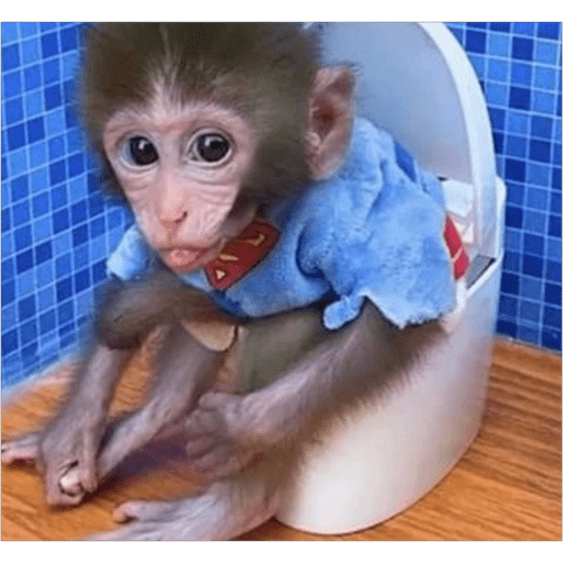 Monos2 27