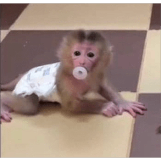 Monos2 17