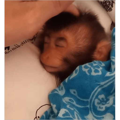 Monos2 26