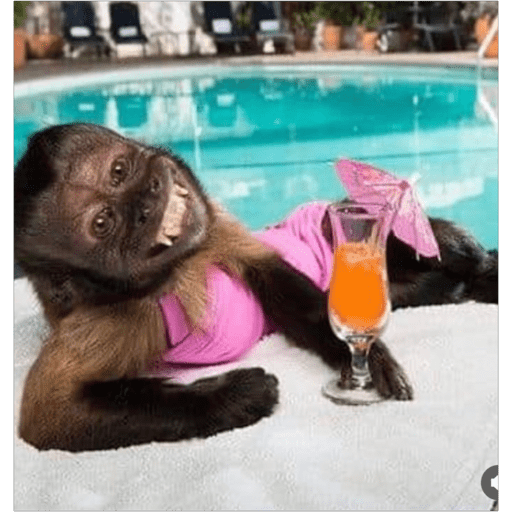 Monos2 10