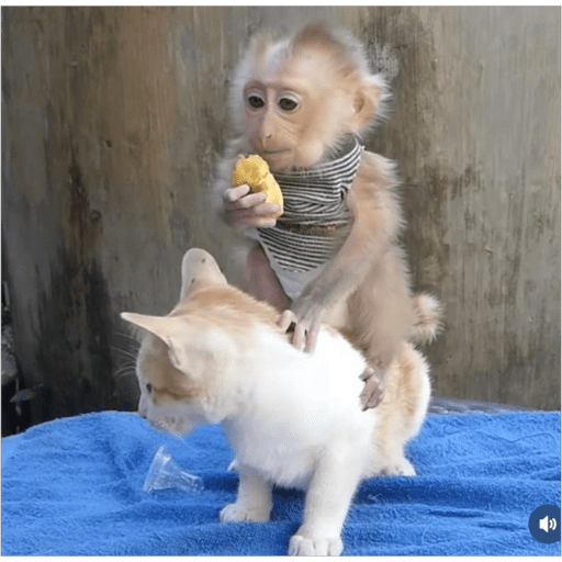 Monos2 8