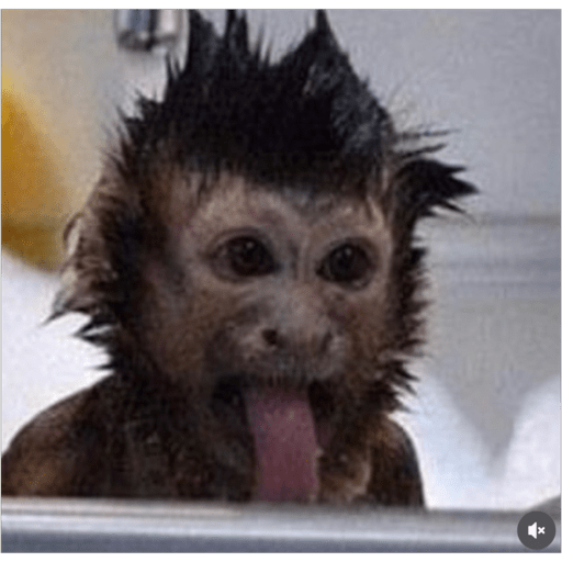 Monos2 13