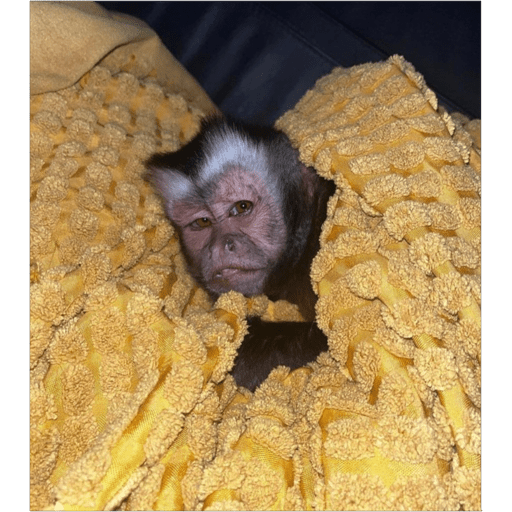 Monos2 5