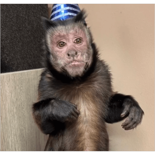 Monos2 6