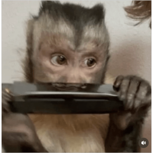 Monos2 24