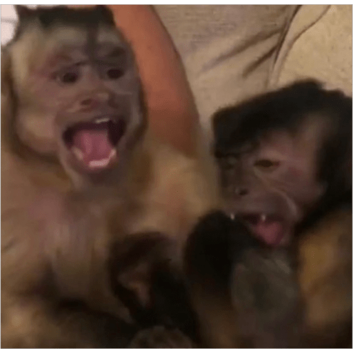 Monos2 20
